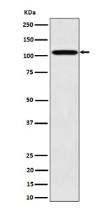 Western blot analysis of Nup107 expression in human 293 cell lysate using NUP107 antibody. Expected 
