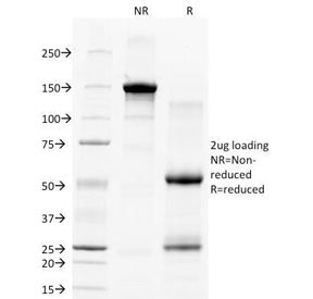 CD28 Antibody