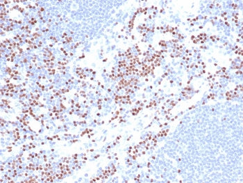 IHC staining of FFPE human lymph node cells (nuclear staining of non-germinal center) using TCF1 alpha antibody (clone LEF1/422R) at 2ug/ml.