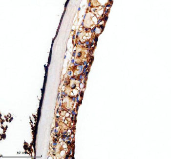 IHC staining of FFPE zebrafish skin tissue with Zebrafish Vangl2 antibody, HRP-labeled secondary and