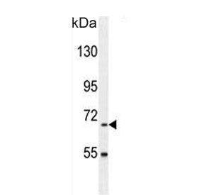 BUD13 Antibody