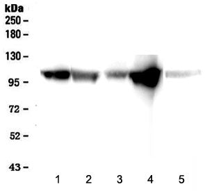 Western blot testing of 1) rat heart, 2) rat skeletal muscle, 3) mouse heart, 4) mouse skeletal musc