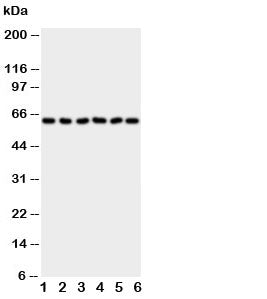 PAK1 Antibody