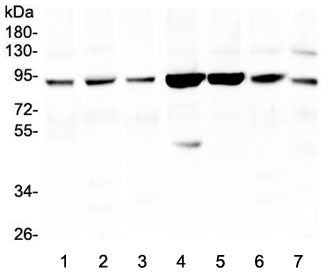 Western blot testing of 1) human HeLa, 2) (h) THP1, 3) (h) A549, 4) monkey COS-7, 5) (h) Caco-2, 6) 
