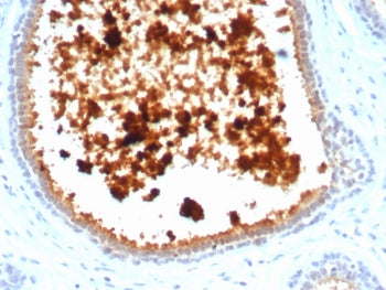 IHC staining of FFPE human lactating breast tissue with recombinant MGB1 antibody (clone MGB/4811R).