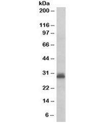 Western blot testing of human heart lysate with TAZ antibody at 0.3ug/ml. Predicted molecular weight