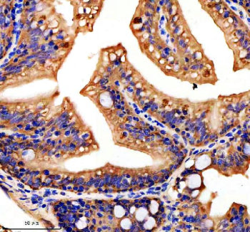 Immunohistochemical analysis of Hook3 protein using Zebrafish Hook3 antibody and paraffin-embedded z