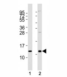 CXCL12 Antibody