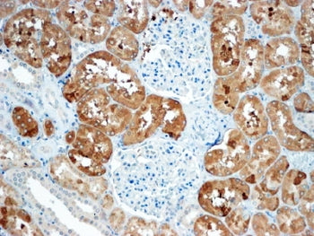 IHC testing of FFPE human kidney with Sclerostin antibody at 4ug/ml. HIER: steamed with pH9 Tris/EDT