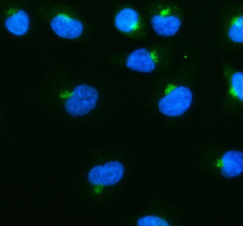 Immunofluorescent staining of Syntaxin 10/STX10 using anti-STX10 antibody (green). Syntaxin 10/STX10