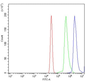 STAT6 Antibody