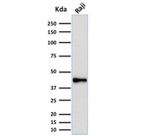 Western blot testing of human Raji cell lysate with PAX5 antibody (clone PCRP-PAX5-1B1). Expected mo