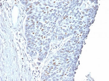 Cyclin A2 Antibody / CCNA2