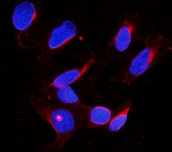 Immunofluorescent staining of FFPE human U-2 OS cells with DDX4 antibody (red) and DAPI nuclear stai