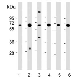 Western blot testing of 1) human liver, 2) human kidney, 3) human NCI-H460, 4) mouse liver, 5) mouse