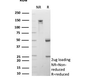 SDS-PAGE analysis of purified, BSA-free CD206 antibody (clone MRC1/9456) as confirmation of integrit