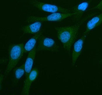 Immunofluorescent staining of PKN3 using anti-PKN3 antibody (green). PKN3 was detected in an immunoc