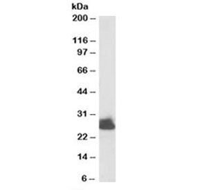 Western blot testing of human liver lysate with Triosephosphate isomerase antibody at 0.003ug/ml. Pr
