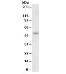 Western blot testing of mouse liver lysate with Synaptotagmin-9 antibody at 0.5ug/ml. Predicted mole