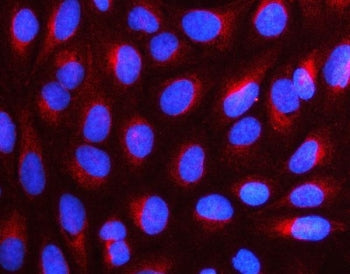 Immunofluorescent staining of FFPE human U-2 OS cells with NUDC antibody (red) and DAPI nuclear stai