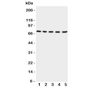 NRG1 Antibody