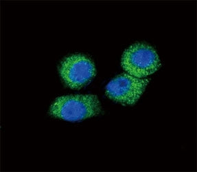 Confocal immunofluorescent analysis of CCL2 antibody with HeLa cells followed by Alexa Fluor 488-con