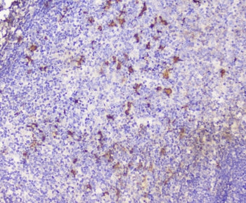 IHC staining of FFPE human tonsil with CXCL12 antibody at 0.5ug/ml. HIER: boil tissue sections in pH