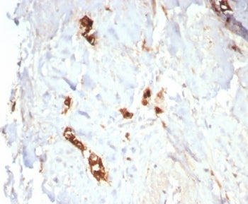 IHC staining of FFPE human lactating breast tissue with Mammaglobin antibody (clone MGB/7980R). HIER