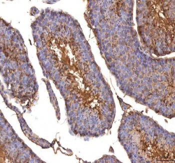 IHC staining of FFPE mouse testis tissue with ISYNA1 antibody. HIER: boil tissue sections in pH8 EDT