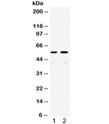 XRCC4 Antibody