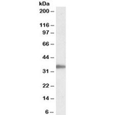Western blot testing of Jurkat lysate with PCNA antibody at 0.05ug/ml. Expected molecular weight: 29