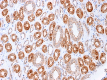 IHC staining of FFPE human kidney with Occludin antibody (clone OCLN/2183). HIER: boil tissue sectio