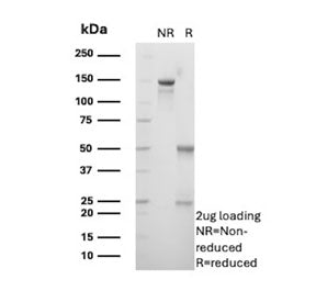 SDS-PAGE analysis of purified, BSA-free PPP3CA antibody (clone BF1.1) as confirmation of integrity a