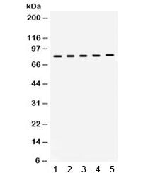 KIF3A Antibody