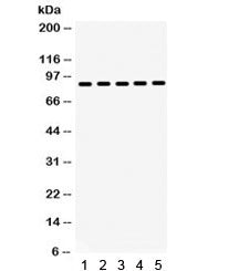 HSP90 beta Antibody / HSP90AB1