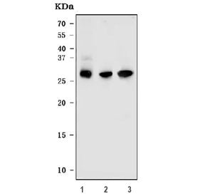 Western blot testing of 1) human Caco-2, 2) rat brain and 3) mouse brain tissue lysate with DARPP-32