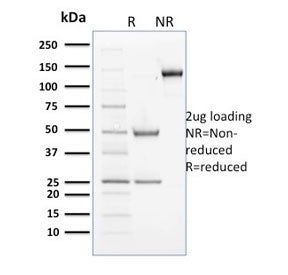 SDS-PAGE analysis of purified, BSA-free Cyclin B2 antibody (clone X29.2) as confirmation of integrit