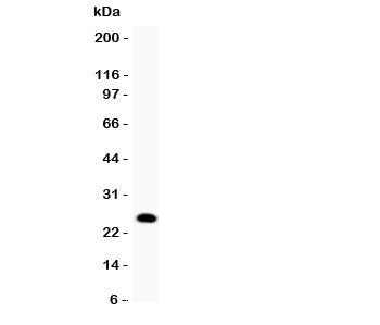 GDNF Antibody