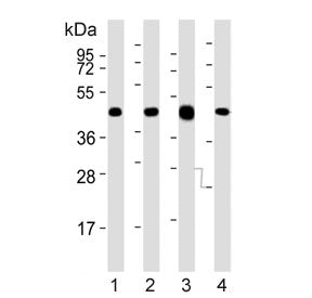 Western blot testing of mouse 1) brain, 2) liver, 3) heart and 4) testis tissue lysate with Utf1 ant