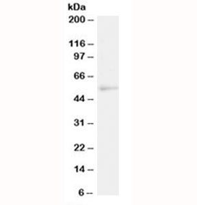 Western blot testing of human Daudi lysate with NFIL3 antibody at 2ug/ml. Predicted molecular weight