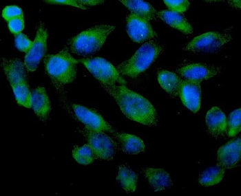 Immunofluorescent staining of FFPE human U-2 OS cells with ARA9 antibody (green) at 2ug/ml and DAPI 