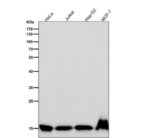All lanes use the Histone H3 (di methyl K4) antibody at 1:1000 dilution for 1 hour at room temperatu