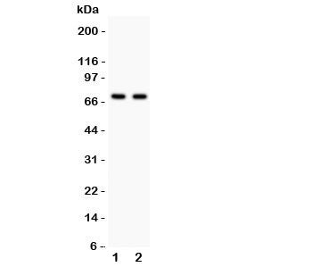 SHBG Antibody