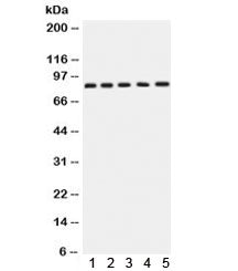 APLP1 Antibody