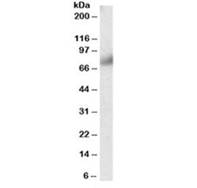 FGFR1 Antibody