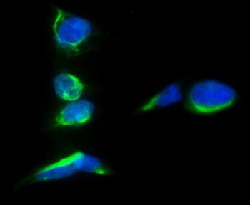 CD133 Antibody / PROM1