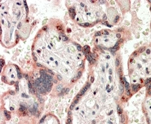IHC testing of FFPE human placenta with Cripto-1 antibody at 4ug/ml. HIER: steamed with pH6 citrate 