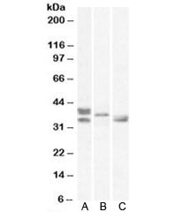 Western blot testing of A) human, B) mouse and C) rat heart lysates with Renalase antibody at 0.5ug/