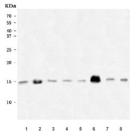 NDUFS6 Antibody / NADH-ubiquinone oxidoreductase 13 kDa-A subunit