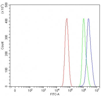 PHTF1 Antibody / Putative homeodomain transcription factor 1